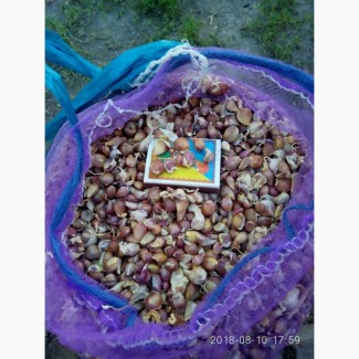 Продам воздушку (повітряну кульку) насіння часнику сорту Любаша