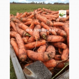 Продаем сочную, сладкую морковь Беларусь