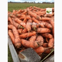 Продаем сочную, сладкую морковь Беларусь
