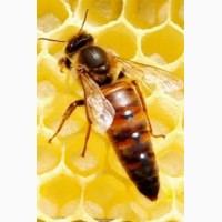 Продам пчеломаток украинской степной породы