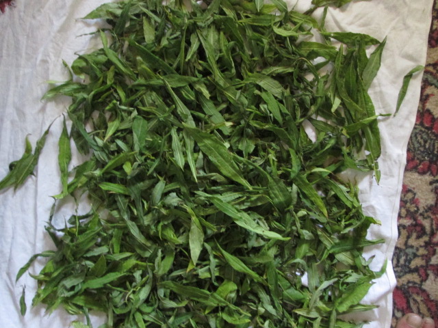 Фото 3. Иван чай лист цельный зелёный, кипрей, Epilobium angustifolium, Карпат, высокогорный, эко