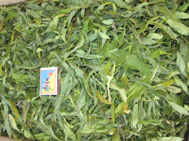 Фото 4. Иван чай лист цельный зелёный, кипрей, Epilobium angustifolium, Карпат, высокогорный, эко