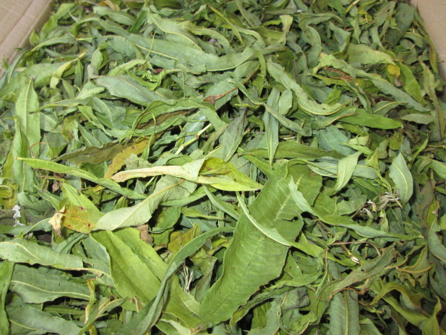 Фото 5. Иван чай лист цельный зелёный, кипрей, Epilobium angustifolium, Карпат, высокогорный, эко