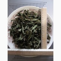 Иван чай лист цельный зелёный, кипрей, Epilobium angustifolium, Карпат, высокогорный, эко