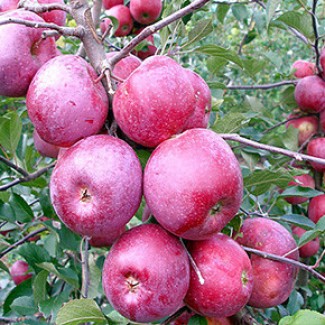 Продам красивые и качественные яблоки. Сорт Флорина. В наличии 20 тонн