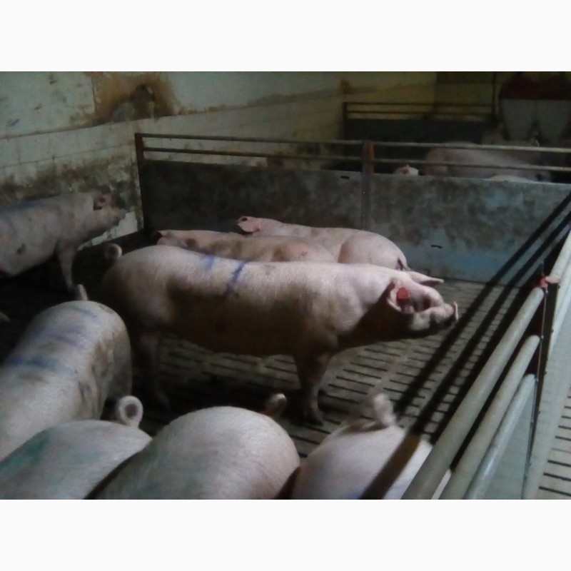 Продам ремонтних свиней (F1, уельс, ландрас)