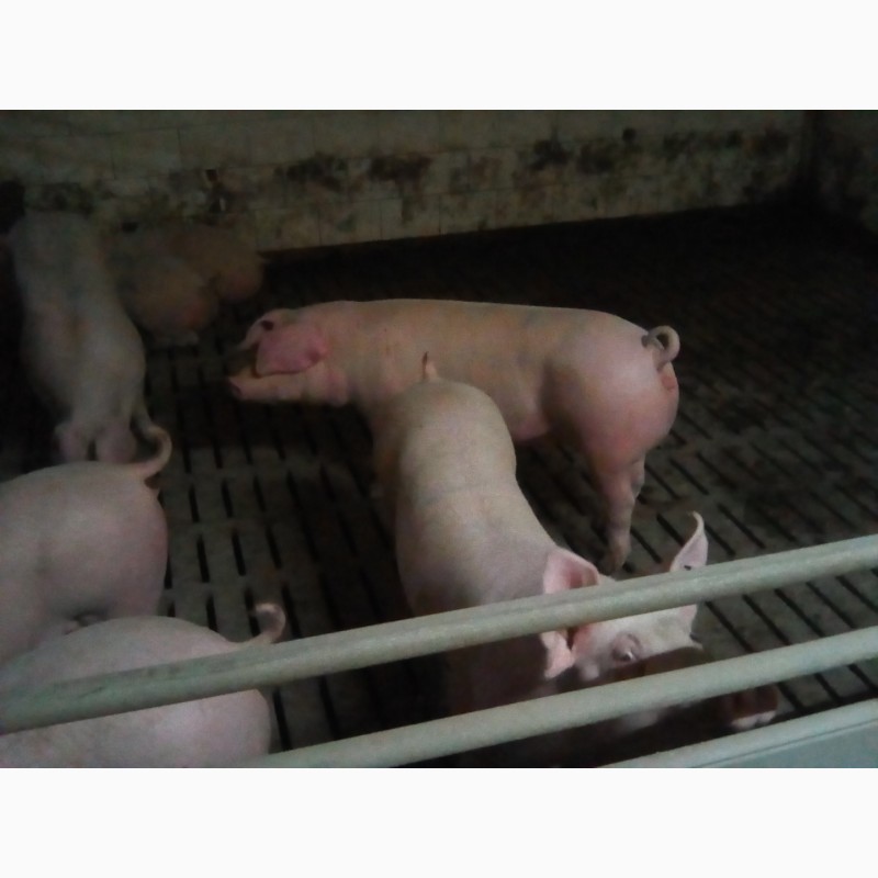 Фото 2. Продам ремонтних свиней (F1, уельс, ландрас)