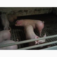 Продам ремонтних свиней (F1, уельс, ландрас)