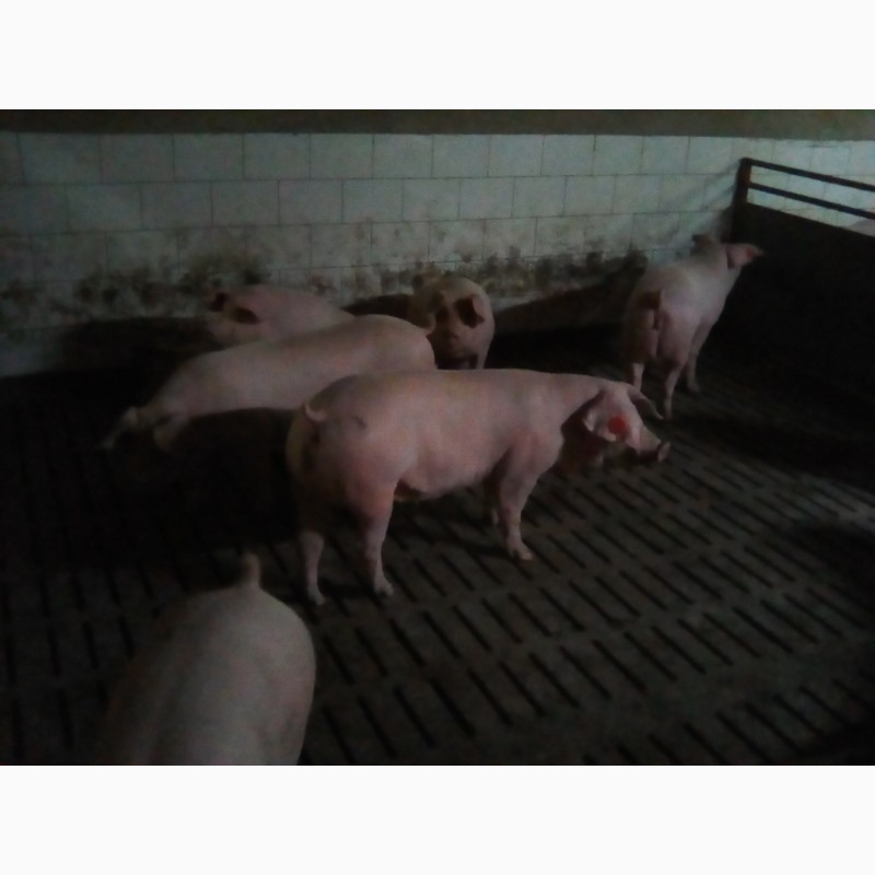 Фото 3. Продам ремонтних свиней (F1, уельс, ландрас)