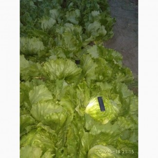 Продам салат айсберг, бионда, лола-росса, ромен, фризе зеленый, фризе красный