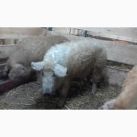 Ремонтные свинки породы Венгерская Мангалица 8-9 месяцев ЦЕНА ДОГОВОРНАЯ