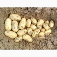 Картопля насіннєва, картофель посадочный Королева Анна