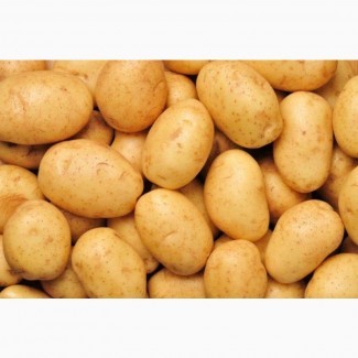 Покупаем картофель от 20 тонн по Киевской области. Самовывоз