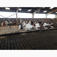 Гумові матраци для корів