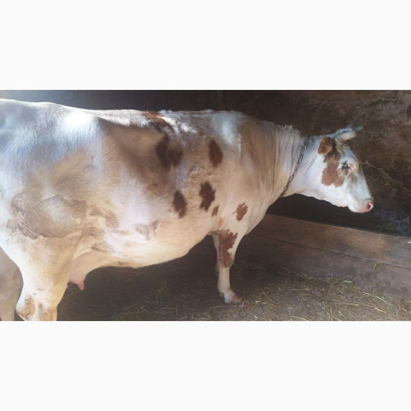 Продам корову на молоко — APKUA