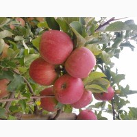 Продам яблуко зимових сортів з власного саду