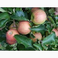 Продам яблуко зимових сортів з власного саду
