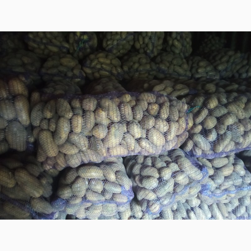 Фото 2. Продаю посівну картоплю Біла Роса, Торнадо, Королева Анна