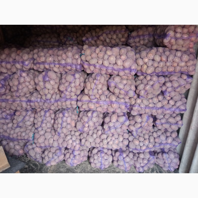 Фото 4. Продаю посівну картоплю Біла Роса, Торнадо, Королева Анна