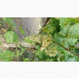 Виноград Савиньон Блан (белый, шампанский, винный)