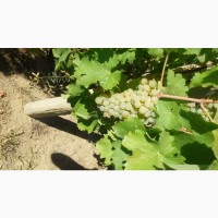 Виноград Савиньон Блан (белый, шампанский, винный)