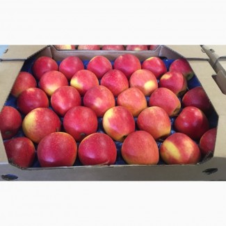 Продам яблука: Голден, Ред Чіф, Фуджі, Пінова