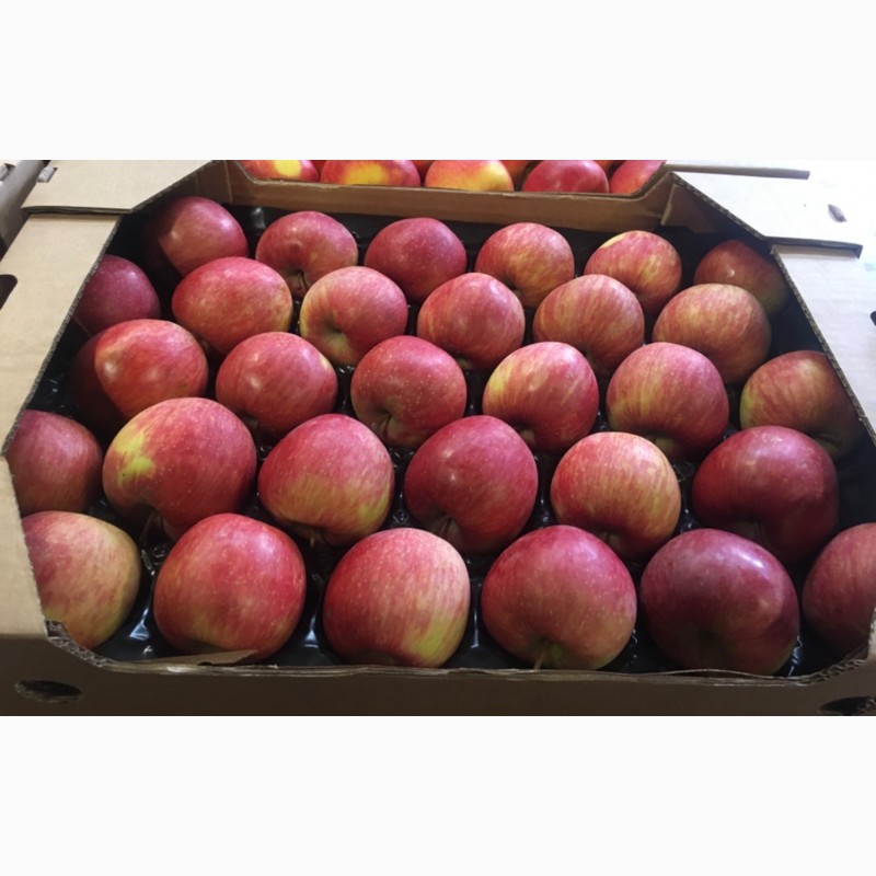 Фото 2. Продам яблука: Голден, Ред Чіф, Фуджі, Пінова