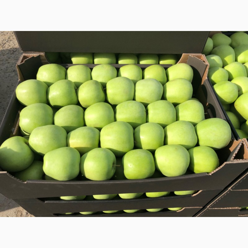 Фото 4. Продам яблука: Голден, Ред Чіф, Фуджі, Пінова
