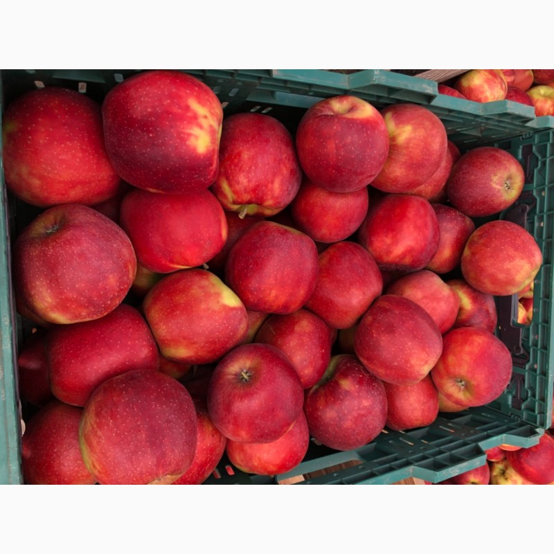 Фото 5. Продам яблука: Голден, Ред Чіф, Фуджі, Пінова