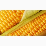 Семена кукурузы ДКС 3511 Monsanto