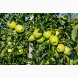 Продаж яблук Закарпаття врожай 2017 року