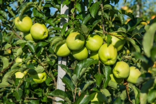 Продаж яблук Закарпаття врожай 2017 року