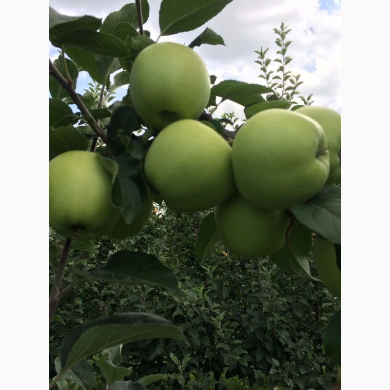 Фото 2. Продаж яблук Закарпаття врожай 2017 року