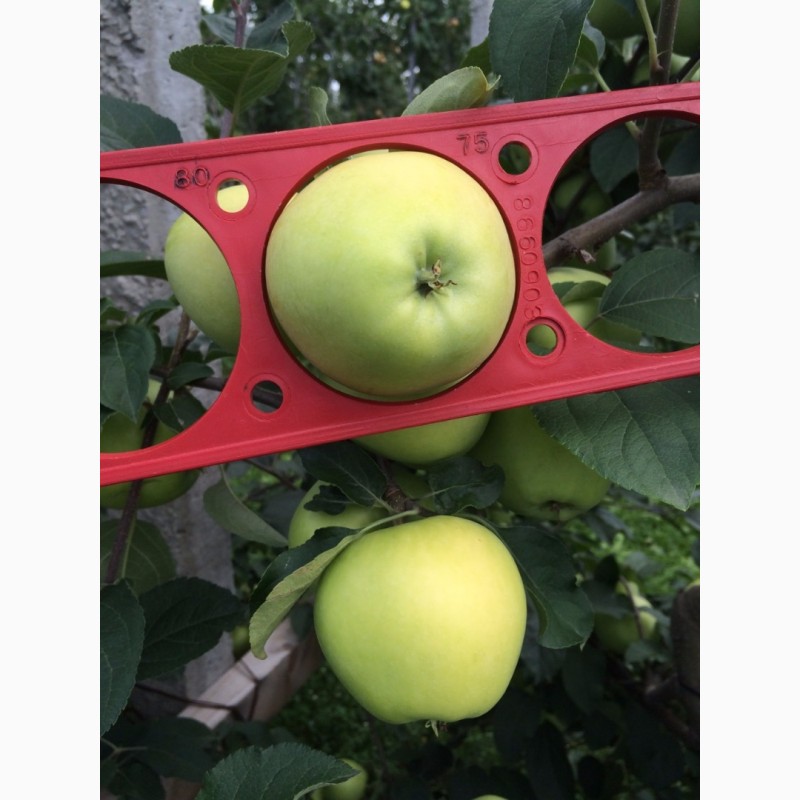 Фото 3. Продаж яблук Закарпаття врожай 2017 року