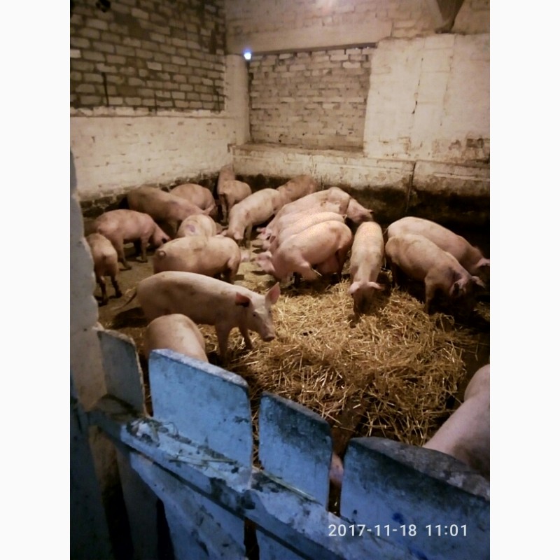 Фото 2. Продам поросят и откорм свиней