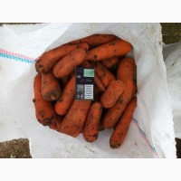 Продам морковь Абако опт