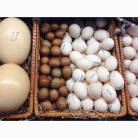 Куры Доминант. Купить яйцо для инкубации