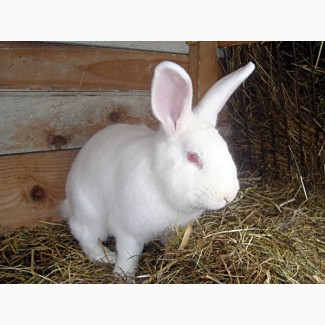 Продам самців і самиць кролів породи Термонська біла