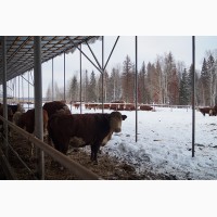 Продам коров Бычков телят живым весом