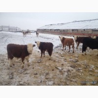 Продам коров Бычков телят живым весом