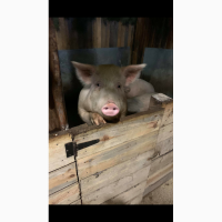 Продам свиноматки