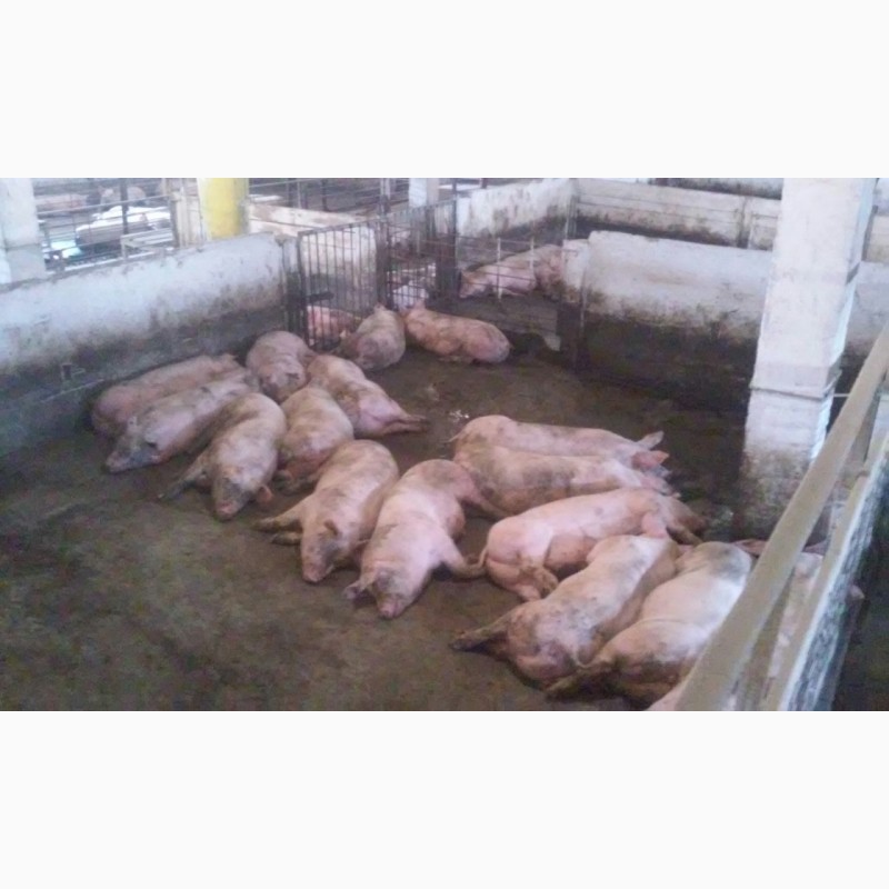 Фото 3. Продам больших, мясистых свиней (свинок, свиньи)