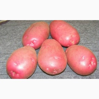 Продам семена картофеля Бела роса