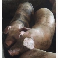 Продам свиней породи Петрени, Кантер недорого