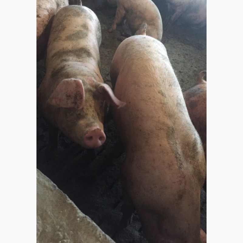 Фото 2. Продам свиней породи Петрени, Кантер недорого
