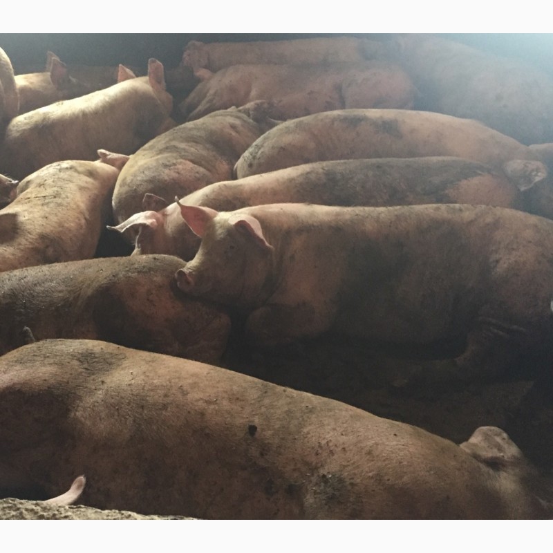 Фото 3. Продам свиней породи Петрени, Кантер недорого