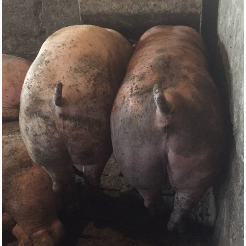 Фото 4. Продам свиней породи Петрени, Кантер недорого