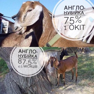 Продам англо-нубийских коз