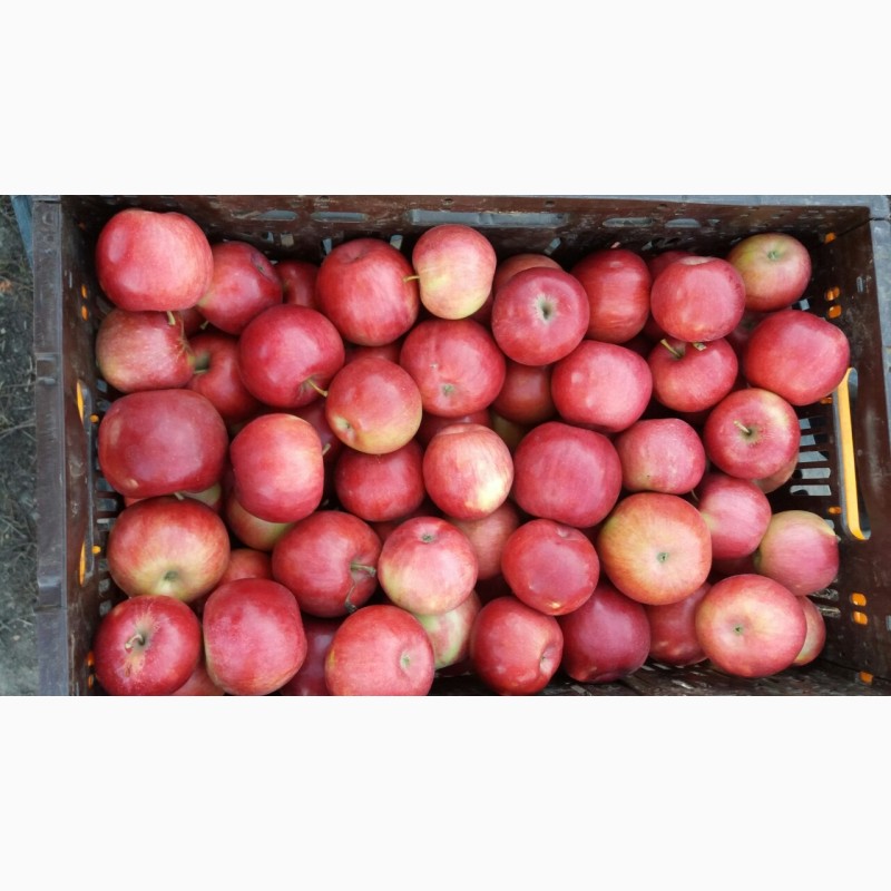 Фото 3. Продам яблука, опт з холодильника
