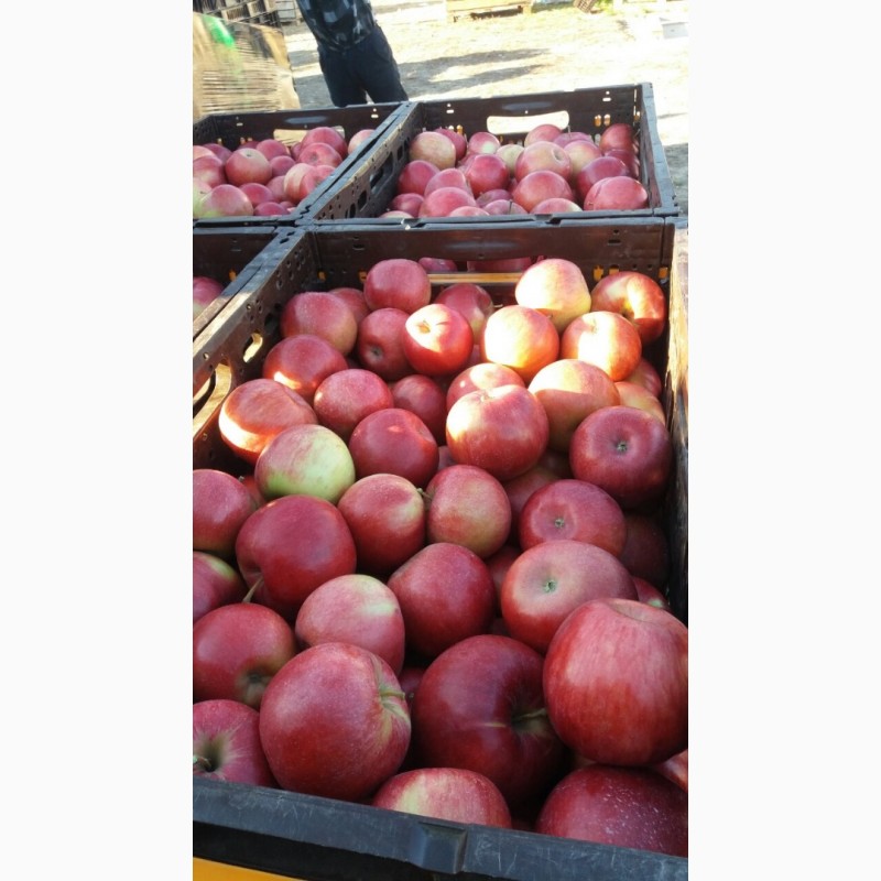 Фото 4. Продам яблука, опт з холодильника